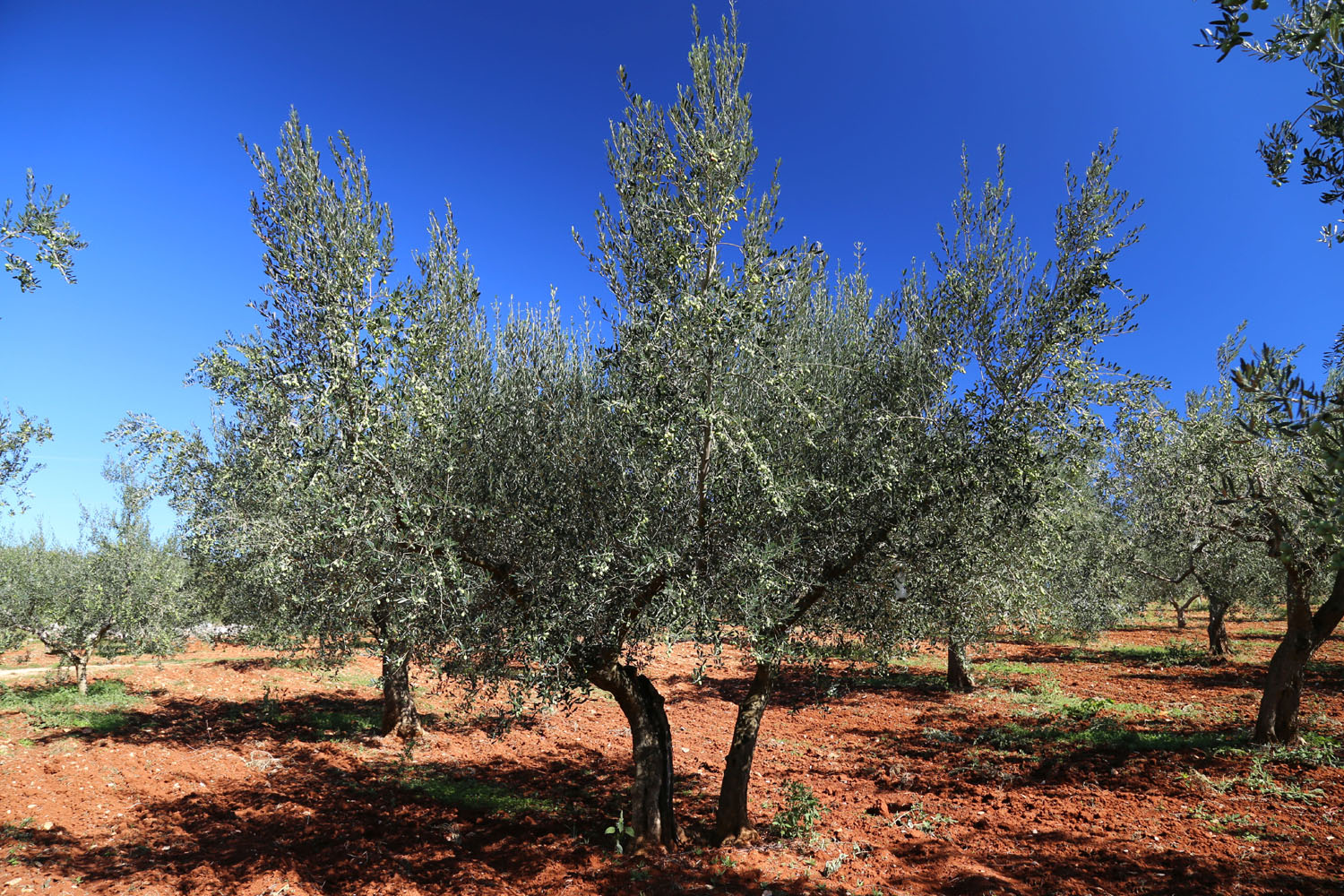 Istrien Olivenbäume Olivenöl